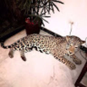 Meet your Posher, James